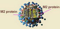 главный белок вируса гриппа под пристальным наблюдением