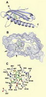 микроорганизмы синтезируют поликетидные структуры
