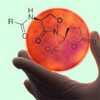 уникальный антибиотик против «супербактерий»